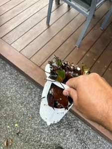 pool cleaning and maintenance