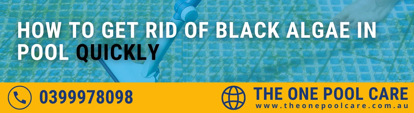 Get Rid of Black Algae in Pool Quickly