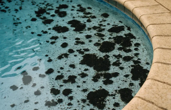 pool-black-algae-hawthorn