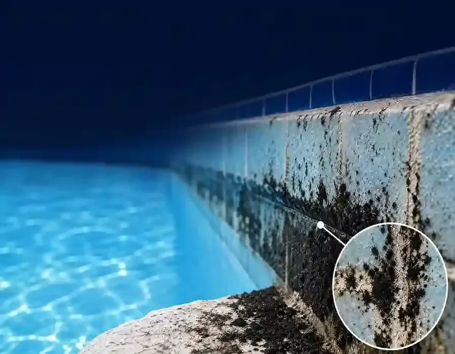 Understanding Black Algae Removal Melbourne